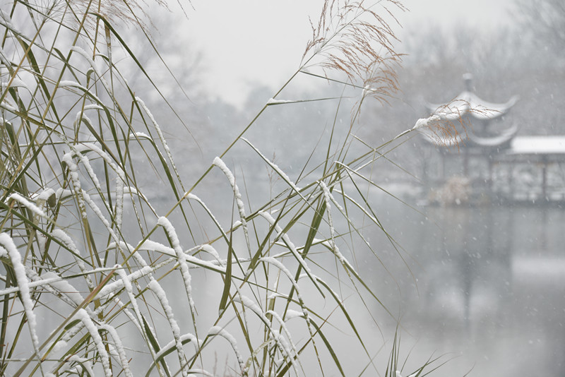 芦花雪 摄影 恍若月光