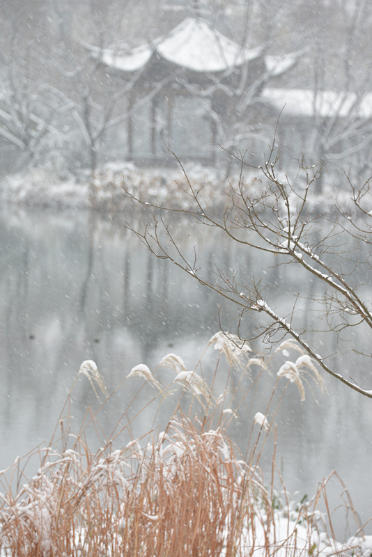 西湖香雪 摄影 恍若月光