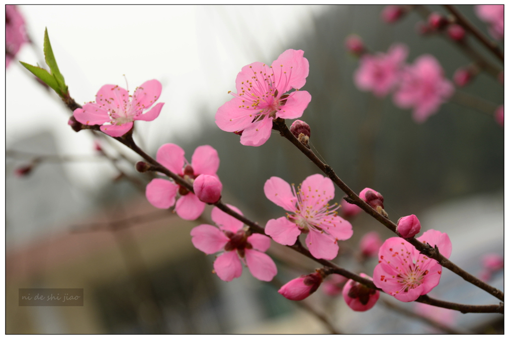 桃花红了 摄影 你的视角