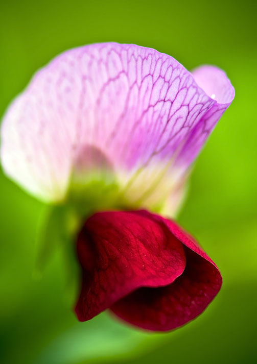 小花 摄影 摄眼看花