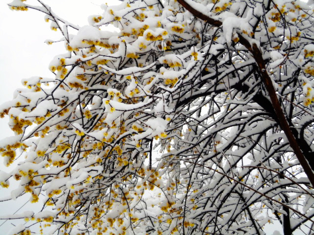 陶家山最后的雪梅 摄影 中江散人