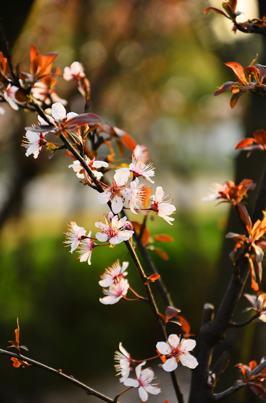 春暖花开 摄影 沧海醉客