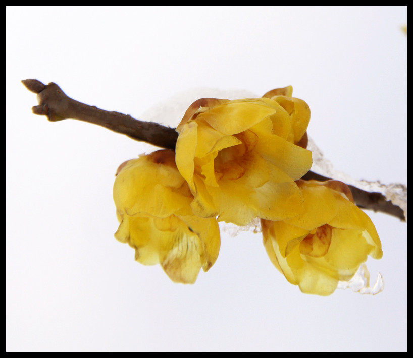 雪后腊梅吐芬芳 摄影 铃儿响铛铛