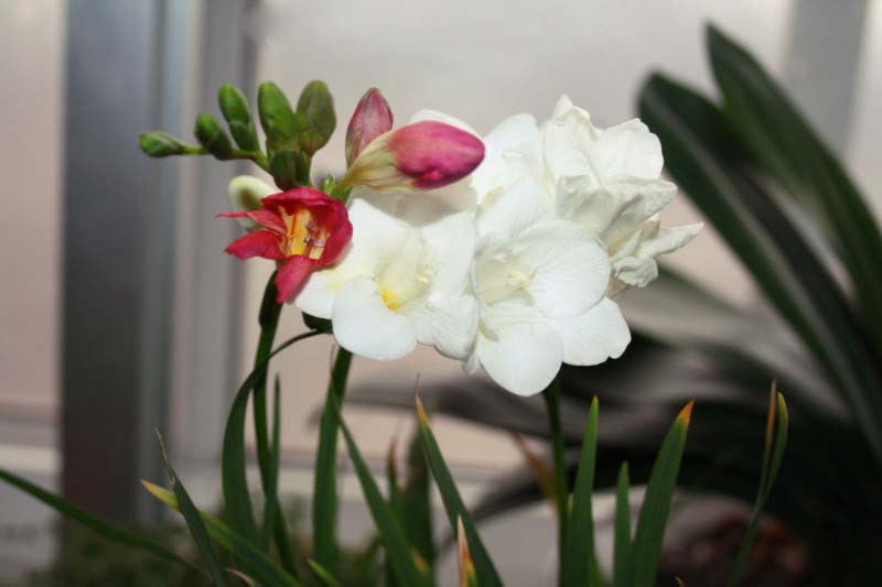 花与蕾的蜜语 摄影 飞絮随风