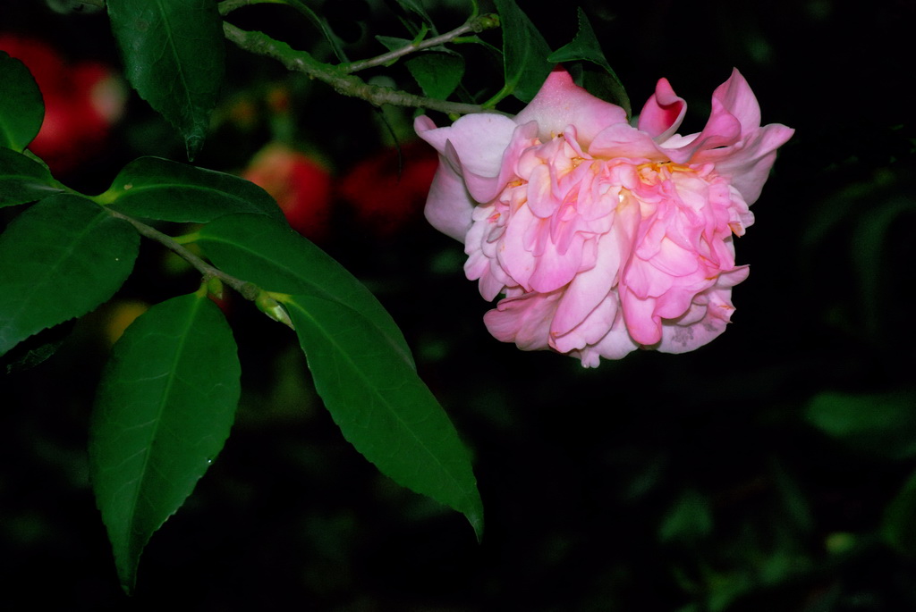 茶花 摄影 三届