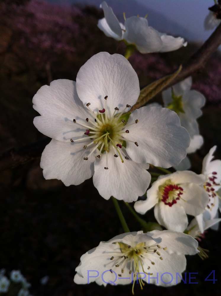 梨花 摄影 panqi