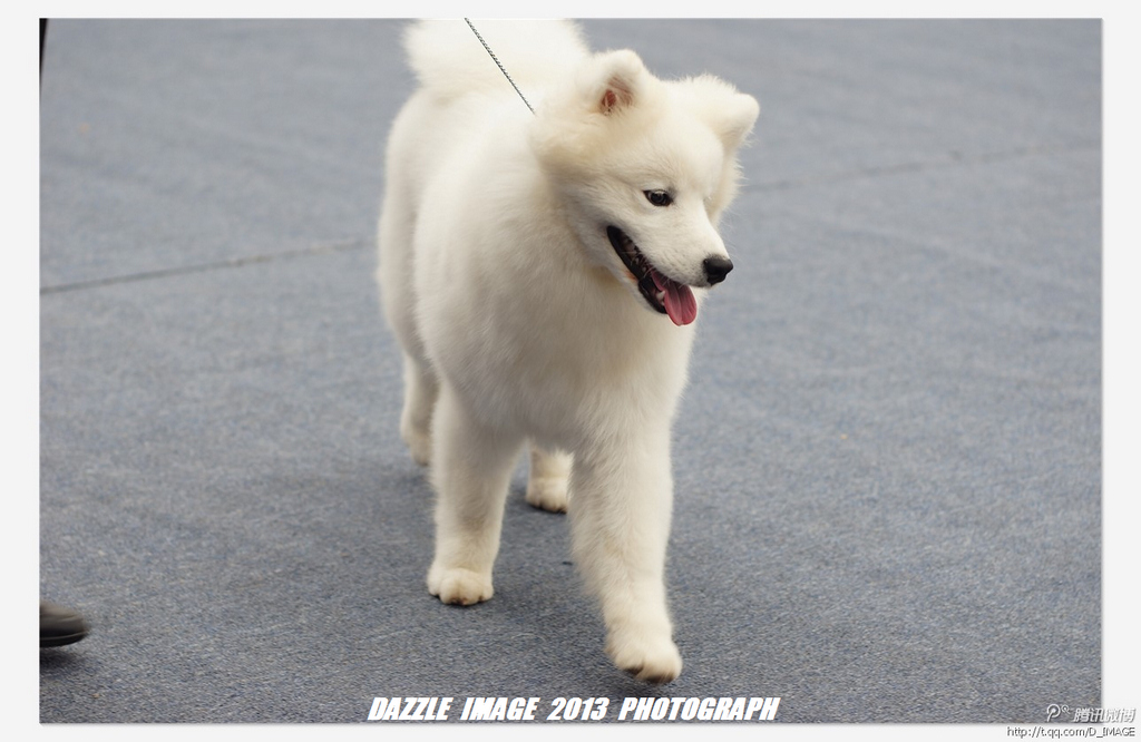 花鸟市场名犬赛 摄影 南帝