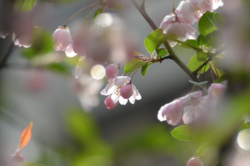 春海棠 摄影 恍若月光