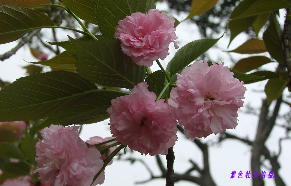 樱花 摄影 紫色牡丹