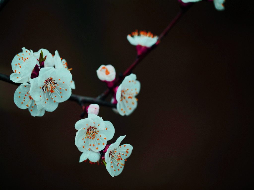 杏花 摄影 金色的秋天