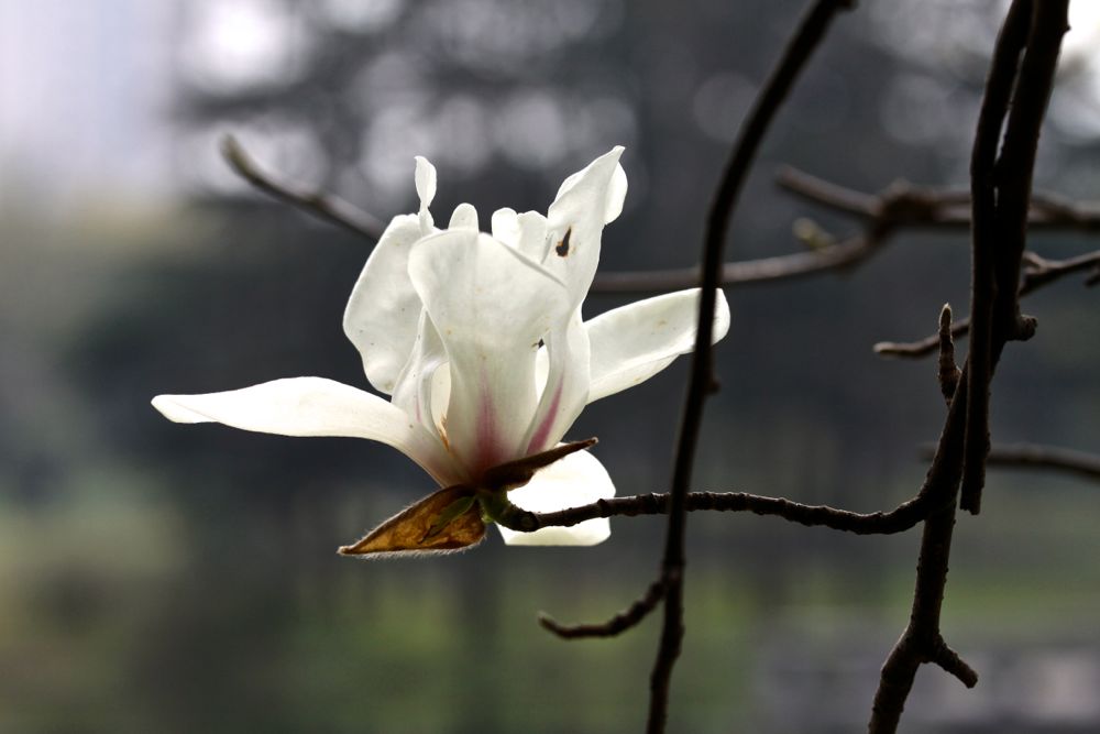 玉兰飘香3 摄影 永纯