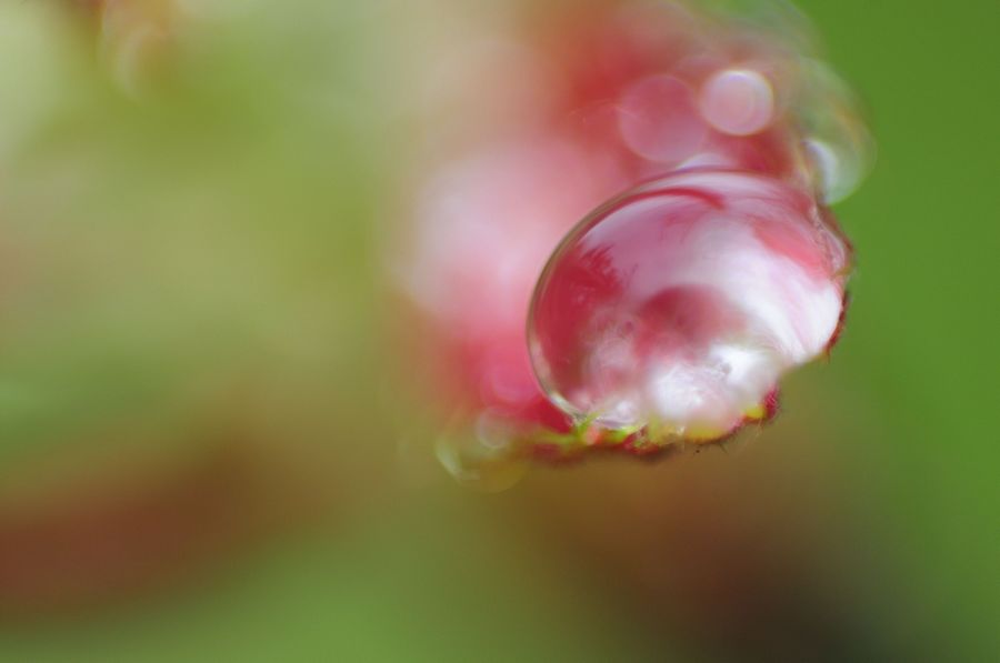 雨后水滴 摄影 举杯对影