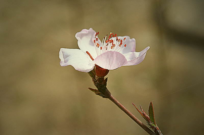 花一朵 摄影 幸福伴永久