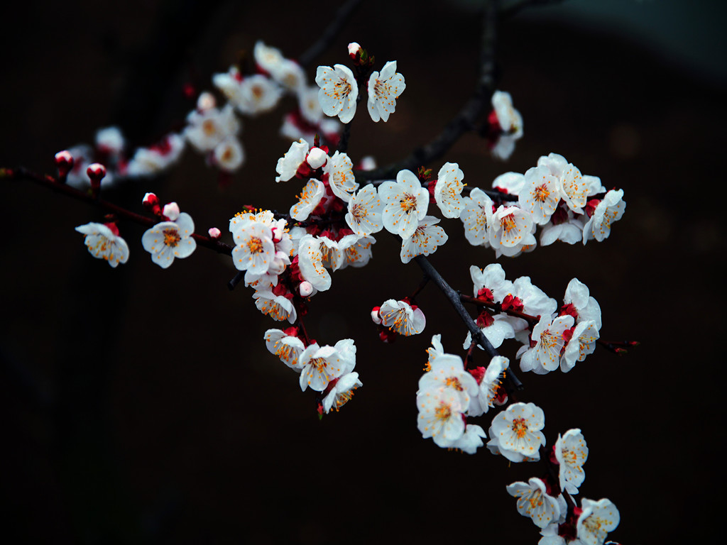 杏花 摄影 金色的秋天