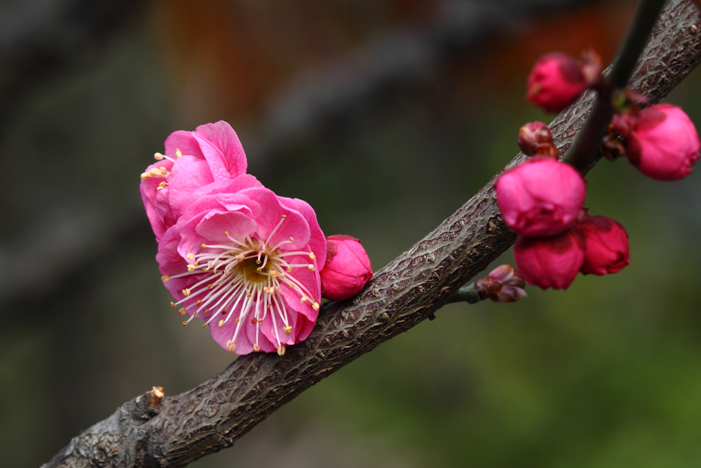 红梅 摄影 wanfugen