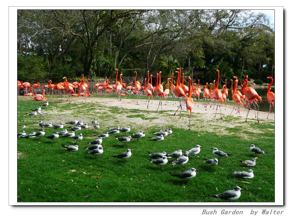 Bush Garden 摄影 水恒涌