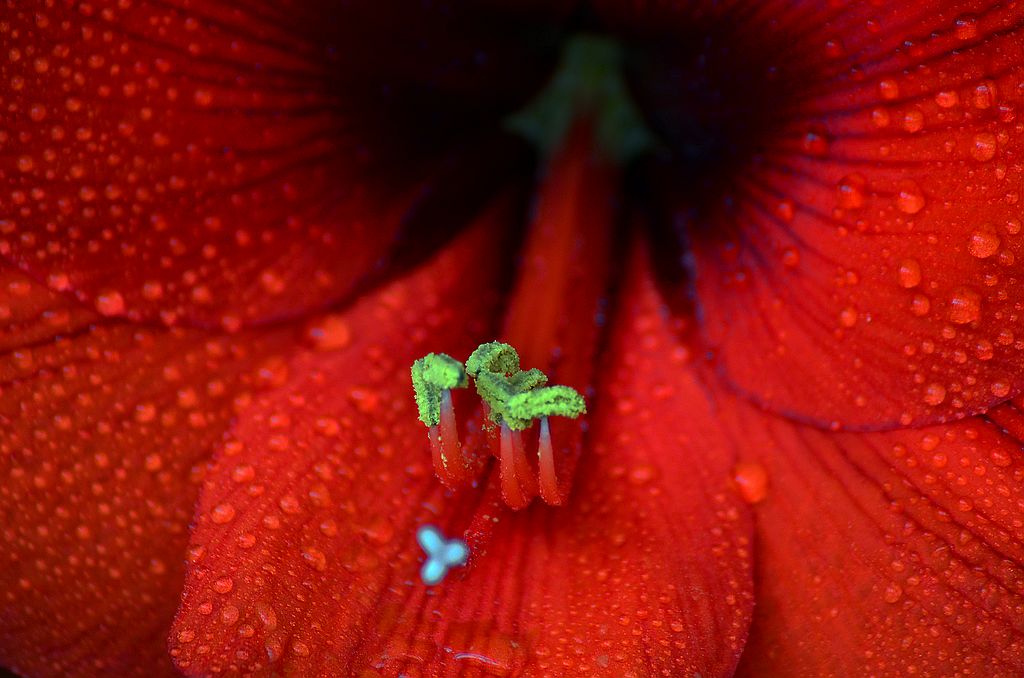 花の蕊 摄影 魡蓊