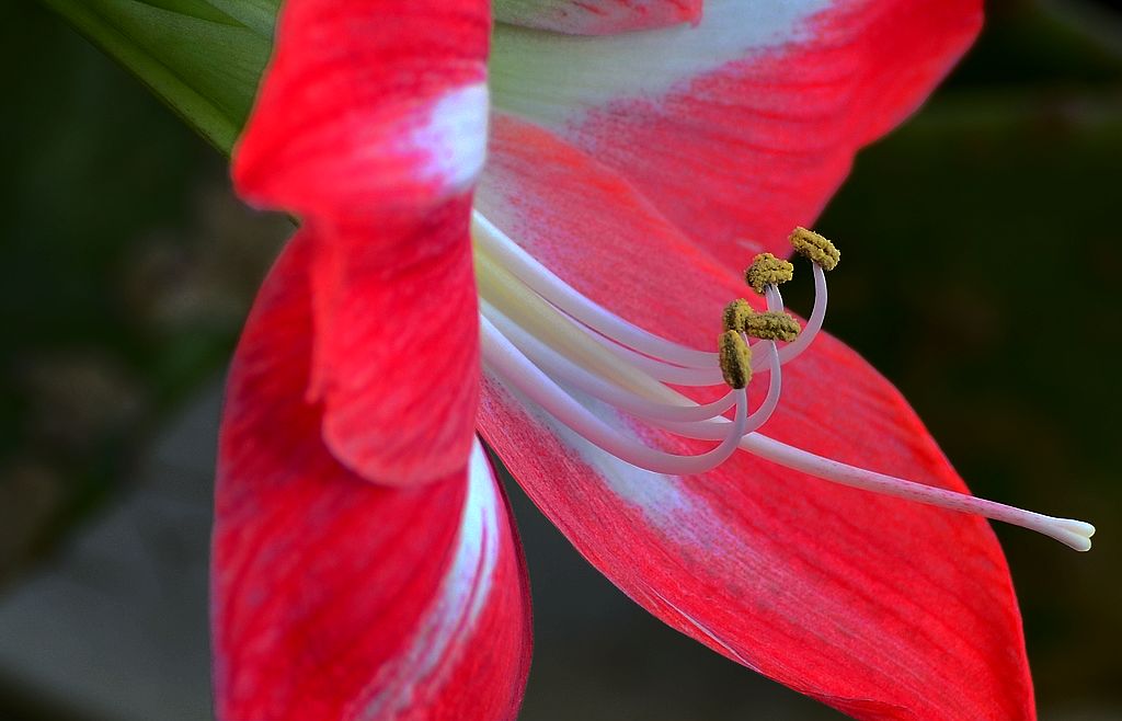 花の蕊 摄影 魡蓊