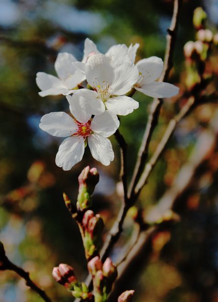 油画樱花 摄影 大可也