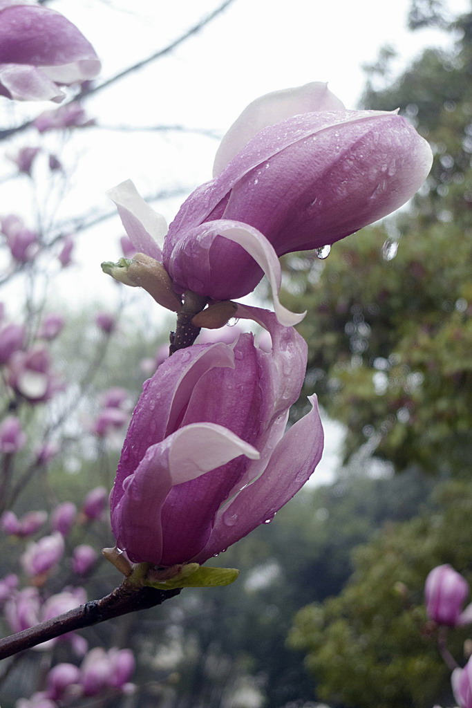 玉兰花 摄影 蕊宝贝