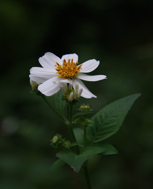 小野菊 摄影 郑学成