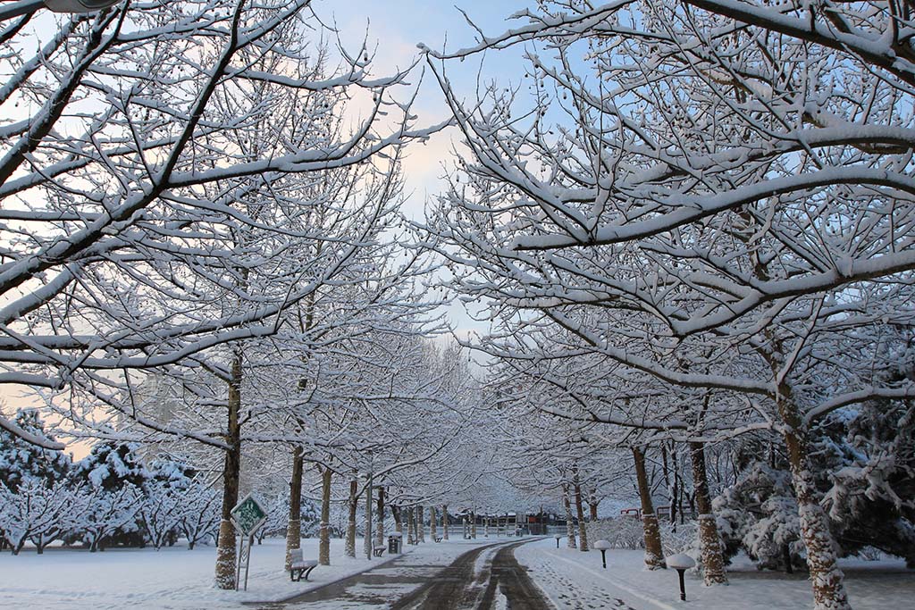 今晨北京的雪凇 摄影 天上来