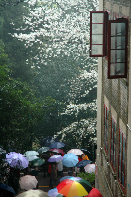 雨中赏樱 摄影 云水谣