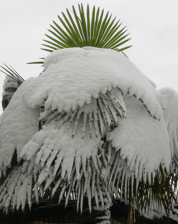 雪景 摄影 静静荷花