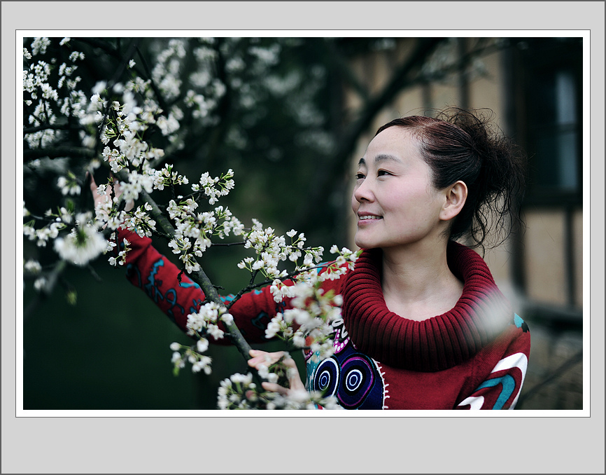 《春风又催李花开》 摄影 陋室人