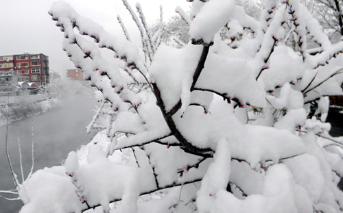 雪压枝头 摄影 秋鹤与飞