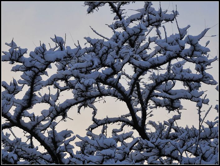 都市晨雪2 摄影 jmwang