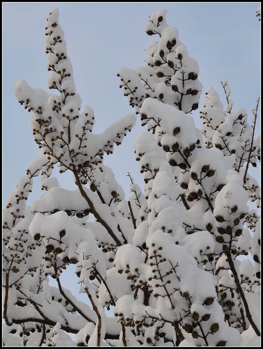 都市晨雪1 摄影 jmwang