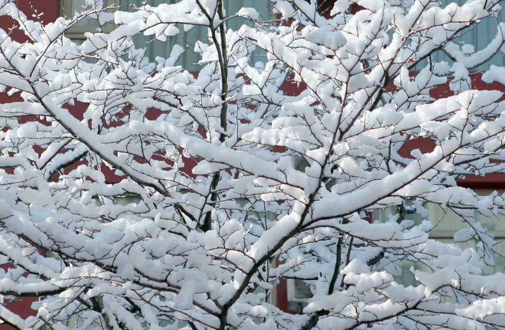 春雪 摄影 债权人