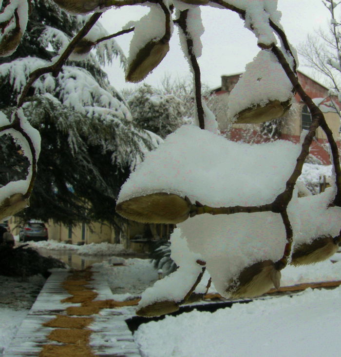 雪景 摄影 静静荷花