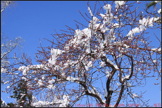 傲雪待放 摄影 旭峰