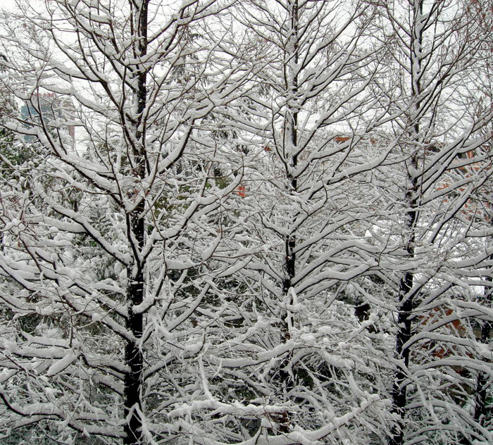 雪景 摄影 静静荷花