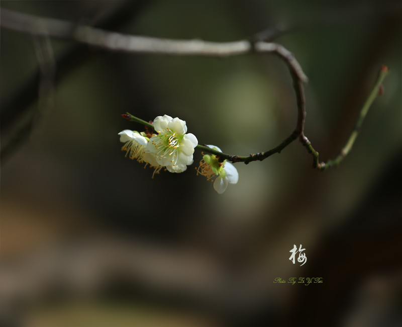 梅花朵朵开 摄影 紫伊人