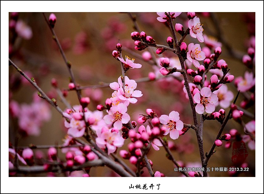 山桃花开了（二） 摄影 五十铃