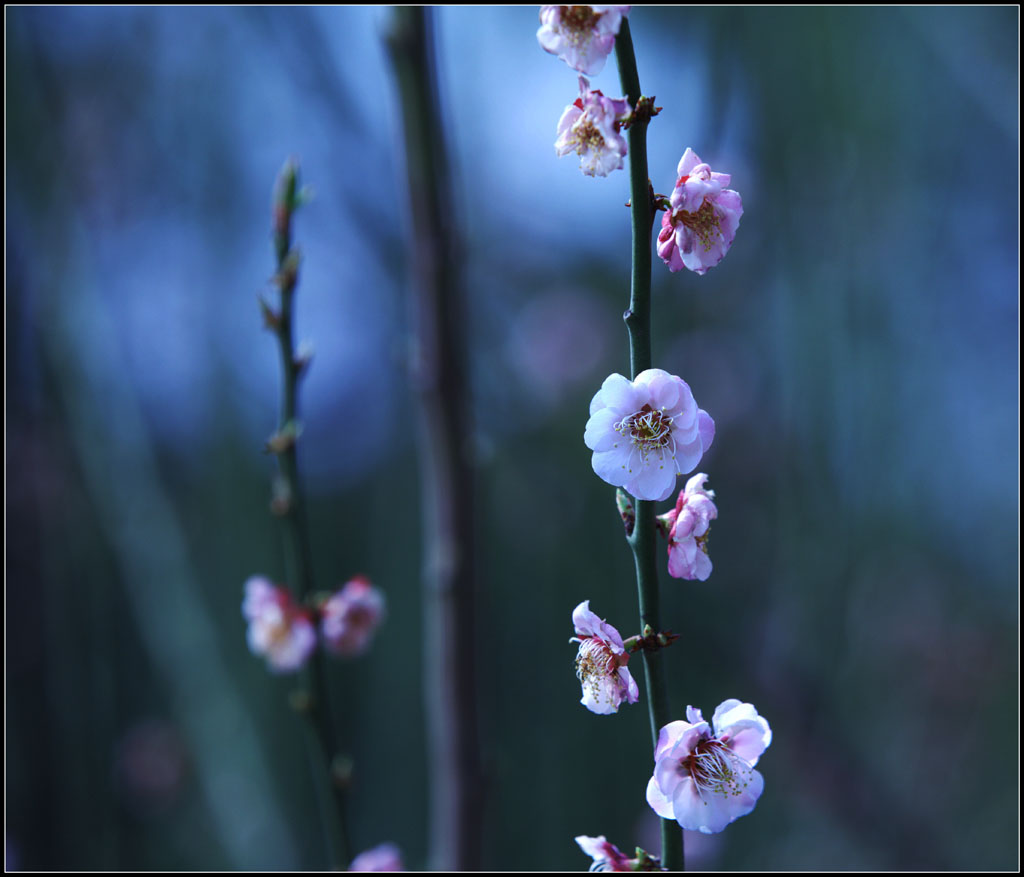 春暖花开 摄影 安钢