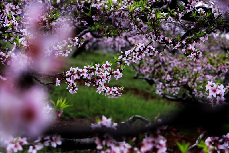 桃花满园 摄影 xibeilin