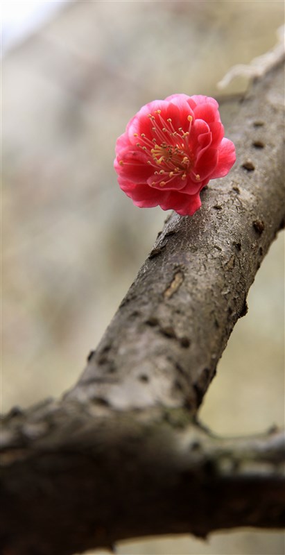 梅花 摄影 江河湖海