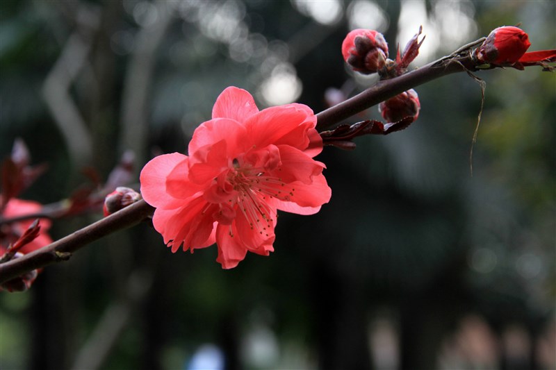 梅花 摄影 江河湖海