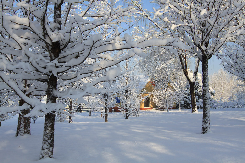 北京三月雪 摄影 天上来