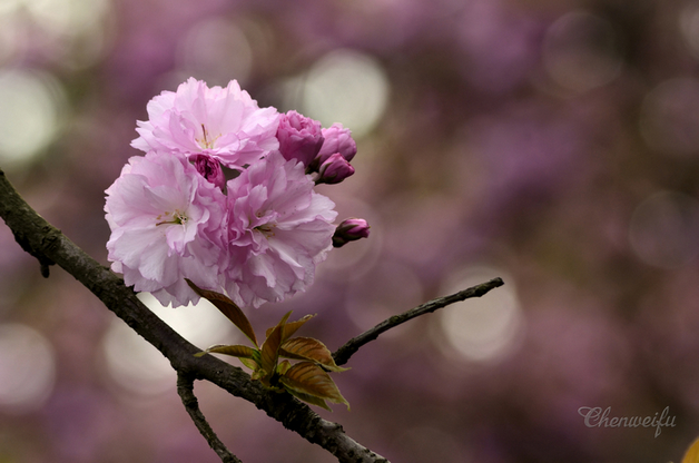 美丽樱花 摄影 桂湖常客