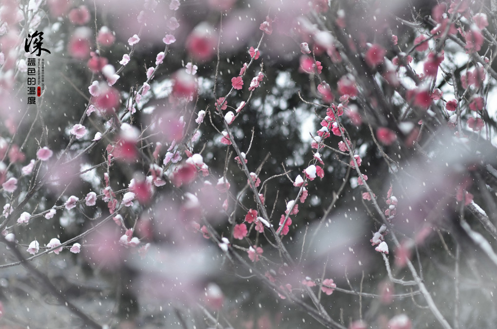 岱庙听雪-13 摄影 深蓝色的温度