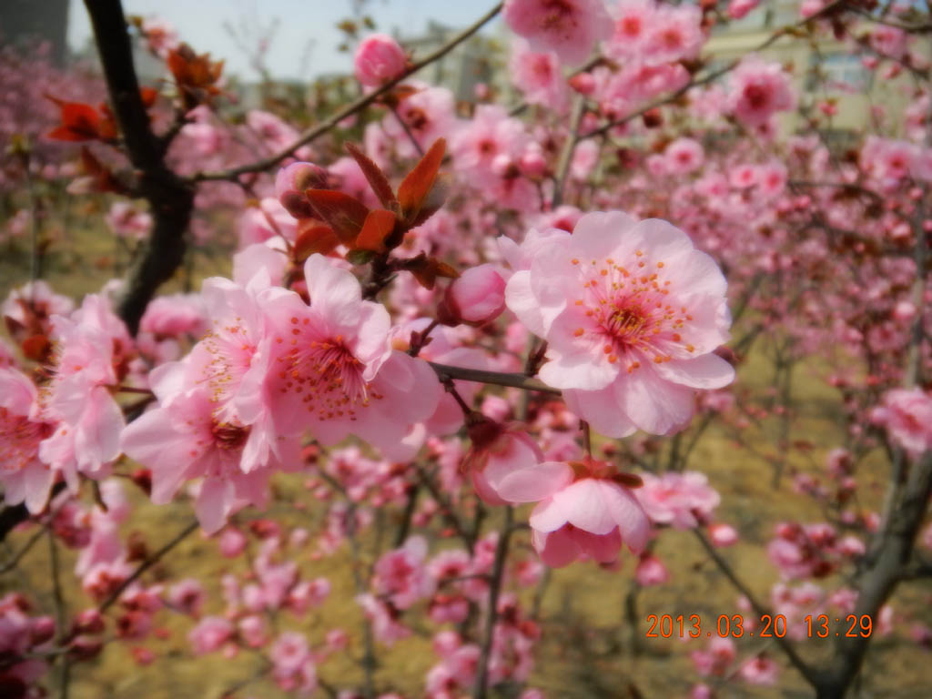 桃花开 摄影 菲儿