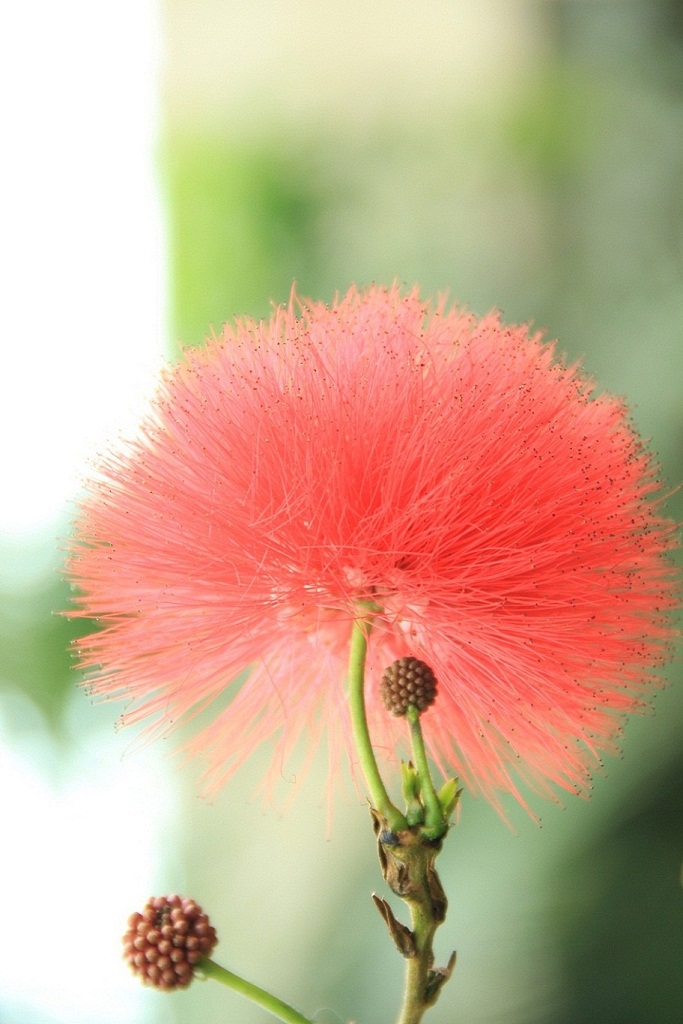 茱樱花 摄影 深海一粟