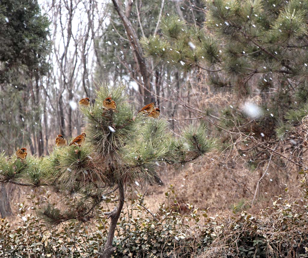 二月雪 摄影 富丁