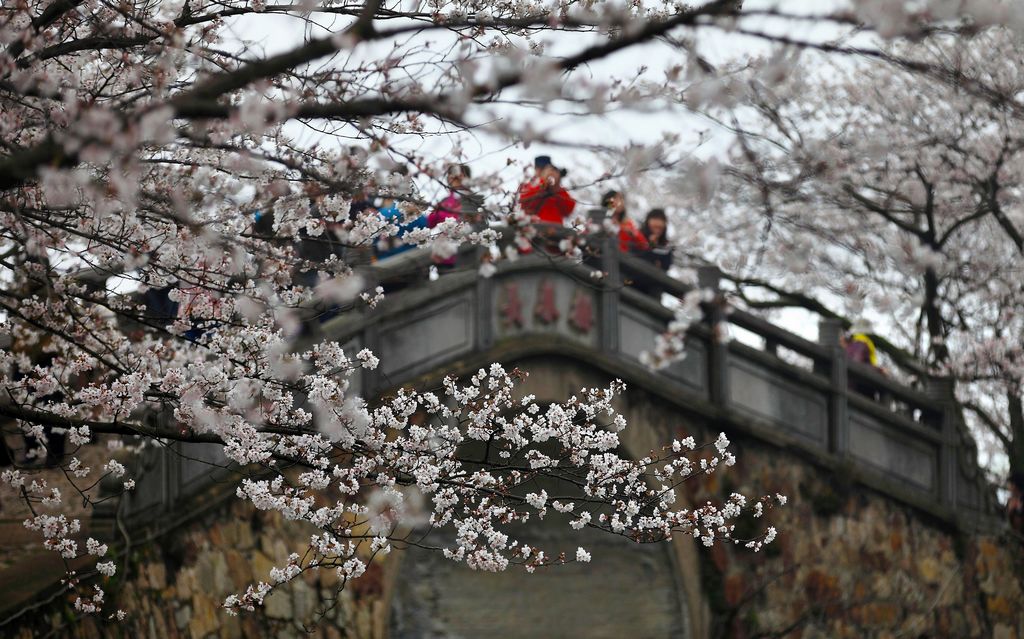 《踏过樱花第几桥》——点击放大 摄影 残月晓风