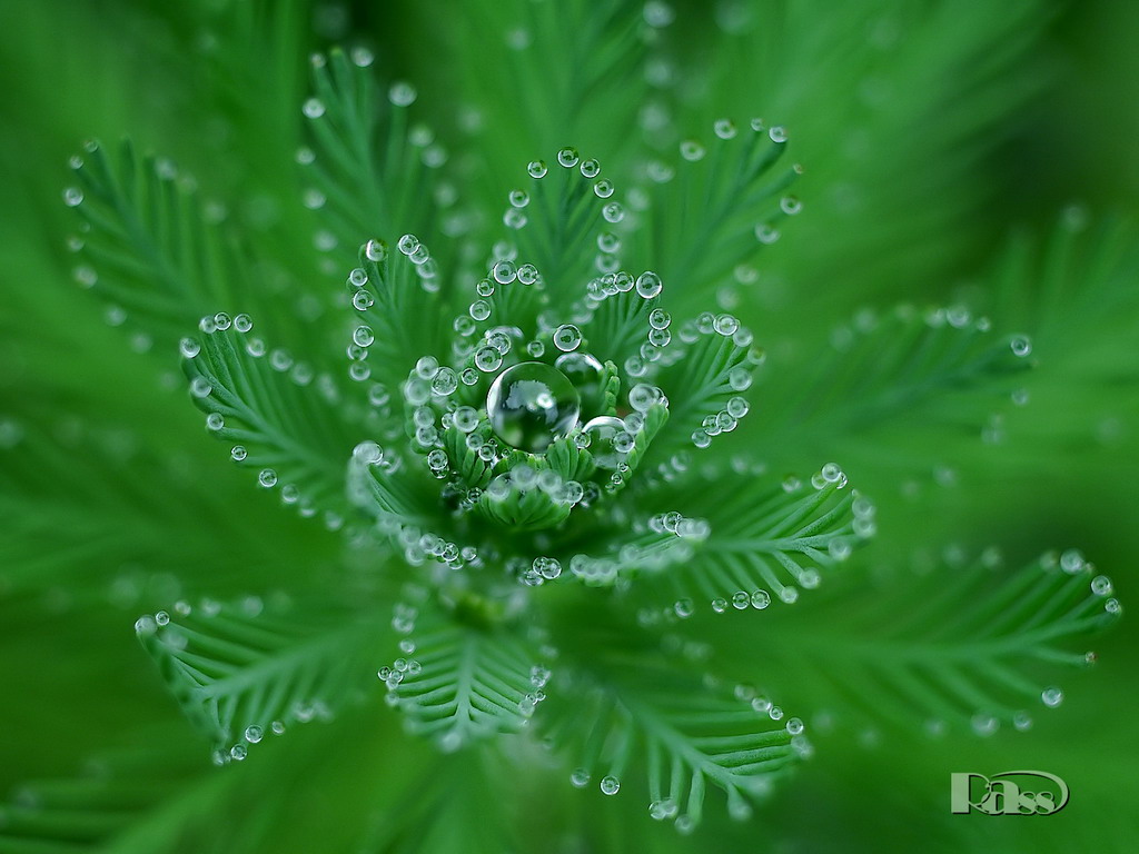 雨天中的狐尾藻 摄影 ra88